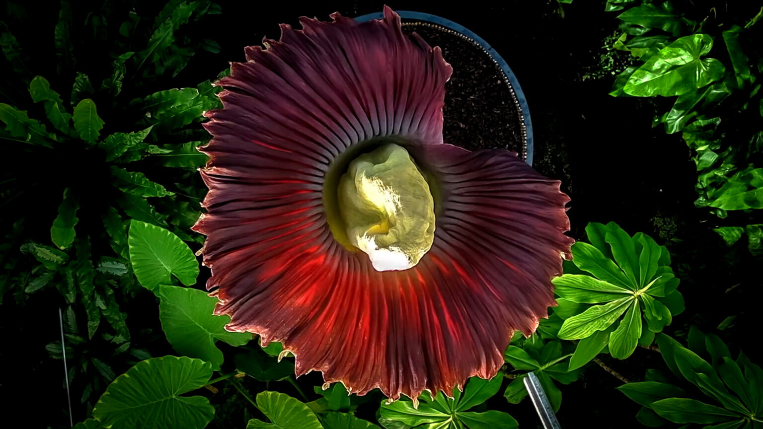 Conoce a las plantas más extrañas del mundo - Robotitus