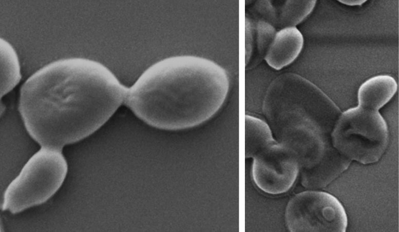 Nuevo nano-material destruye superbacterias y hongos peligrosos sin dañar células humanas