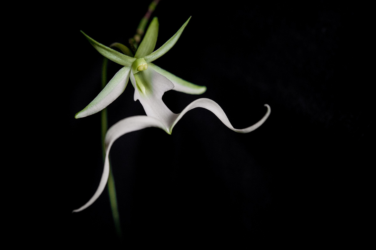 La espectral orquídea que despierta pasiones y obsesiones