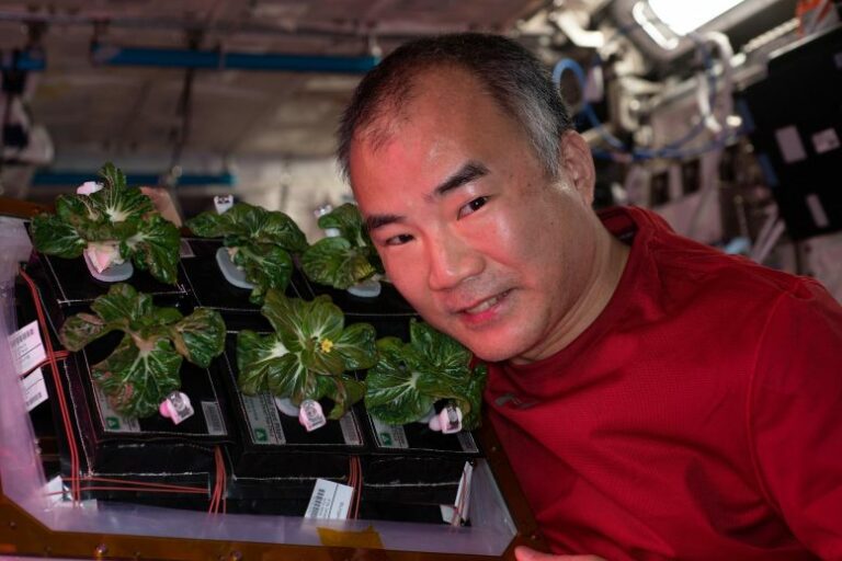 Astronautas se alimentaron con verduras cultivadas en la misma Estación Espacial Internacional