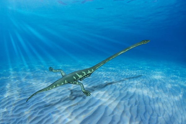 Este antiguo reptil (con un cuello más largo que su cuerpo) era acuático y no terrestre