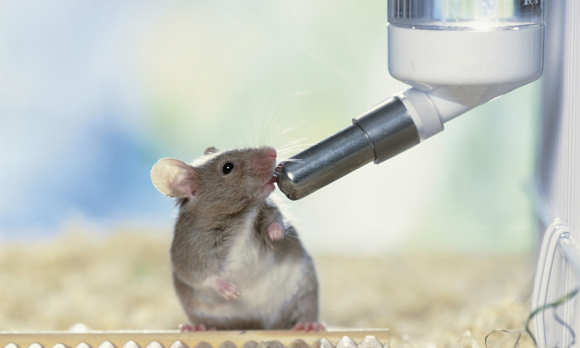 El cerebro de ratones y primates usa el mismo circuito para controlar lengua y extremidades