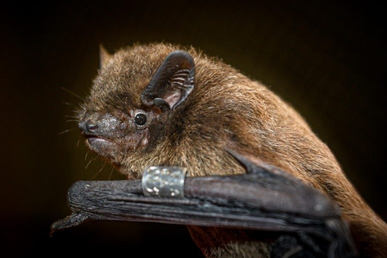 El críptico sentido de orientación de los murciélagos en realidad se encuentra en su ojo