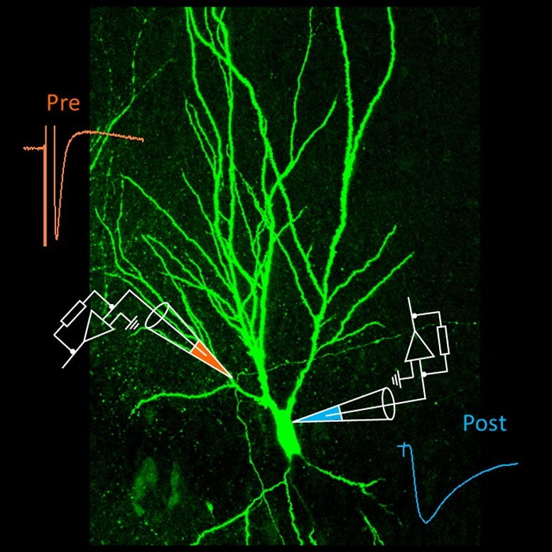 Las células nerviosas en realidad envían información en dos direcciones durante la sinapsis