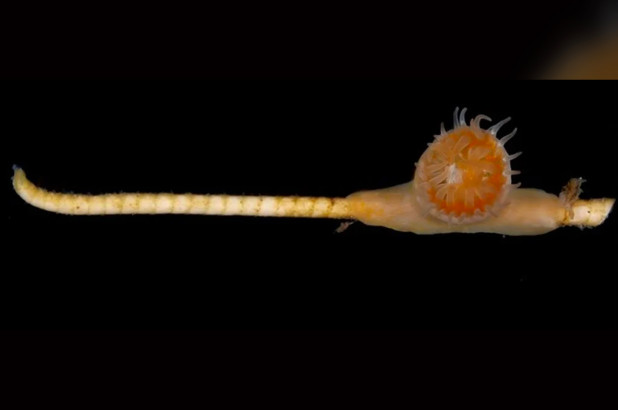 Biólogos encuentran en el fondo del mar un organismo simbionte que se pensaba extinto en la Era Paleozoica