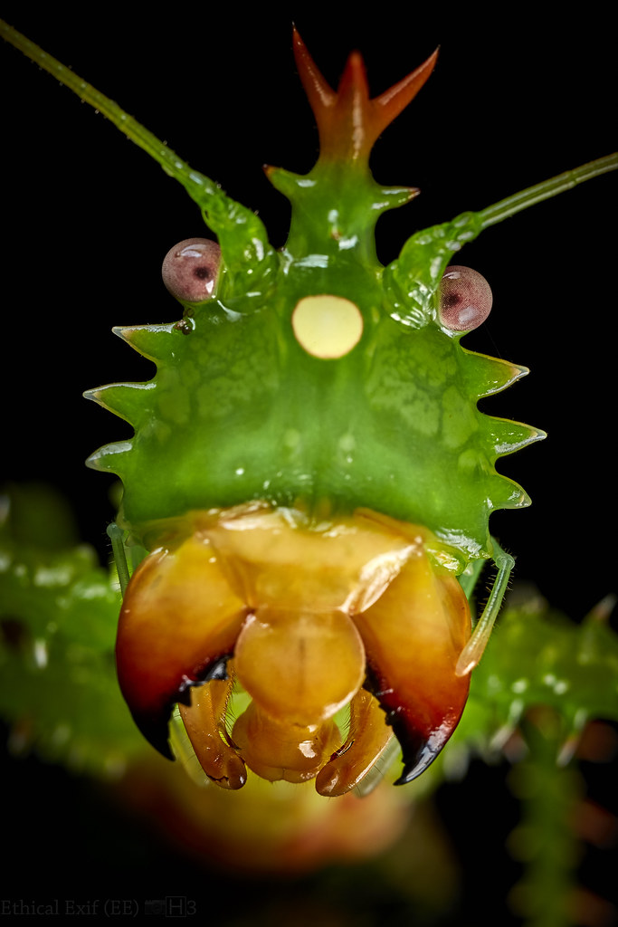 Tres insectos muy raros que no creerías que existen