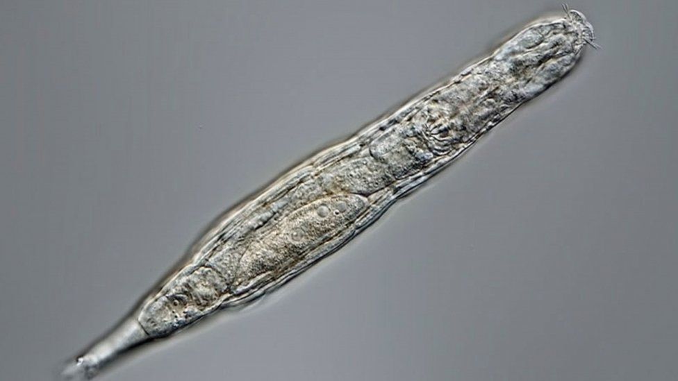 Un organismo microscópico vuelve a la vida tras permanecer congelado 24 mil años