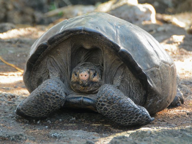Confirman el descubrimiento de una tortuga de Galápagos que se creía extinta hace 112 años