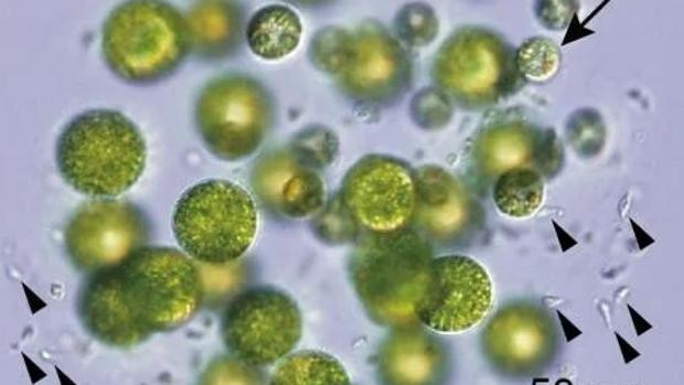Científicos descubren un alga con tres sexos diferentes