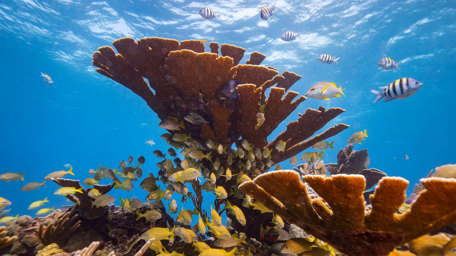 Científicos alertan que contamos con solo una década para salvar a los arrecifes de coral