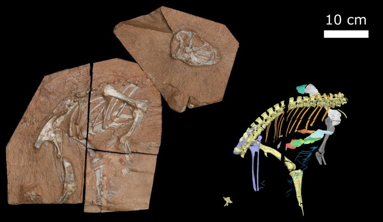 Un fósil y un acelerador de partículas revelan información sorprendente sobre la respiración de los dinosaurios