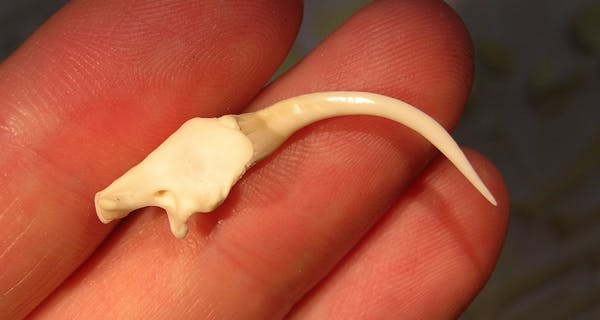 Origami dental: estudio revela cómo evolucionaron los colmillos de las serpientes venenosas