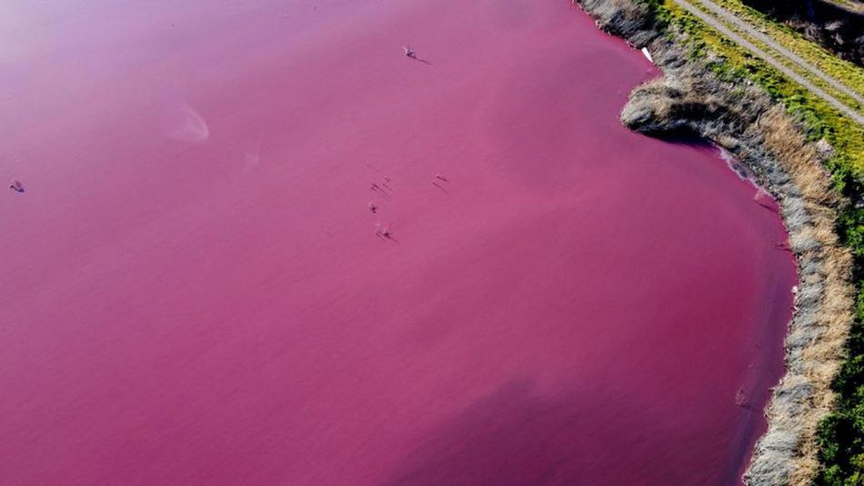 El color rosado de la laguna Corfo en Argentina enoja y preocupa tanto a expertos como activistas ambientales