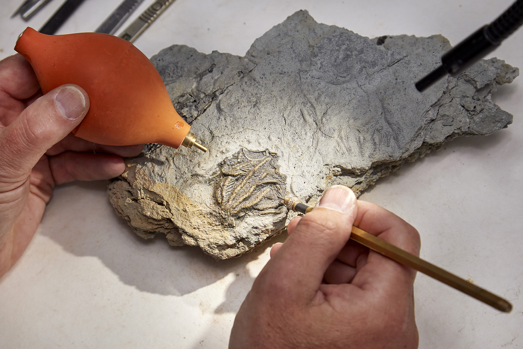 Descubren una «Pompeya Jurásica» de animales marinos del Jurásico Medio sepultados en barro