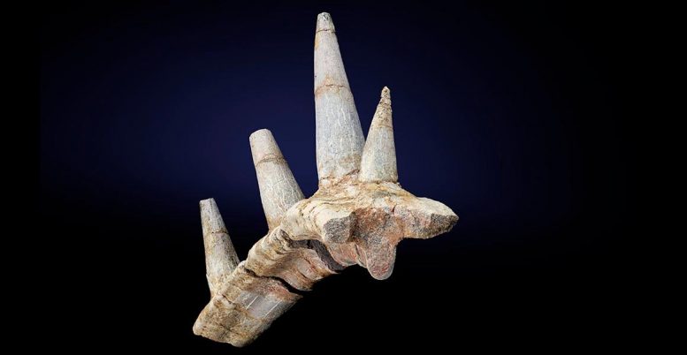 Paleontólogos identifican el fósil de un dinosaurio «sin precedentes» acorazado con un collar de púas