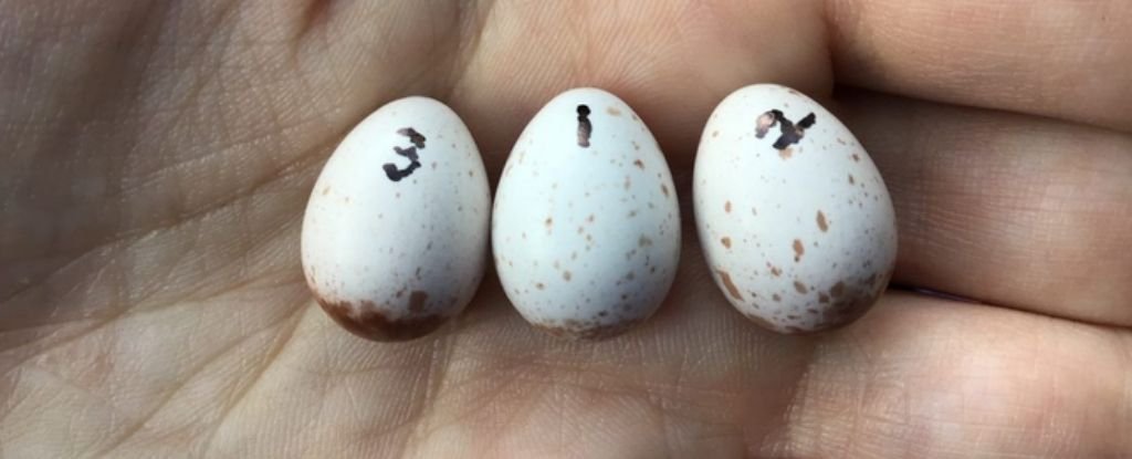 Aprendizaje embrionario: las aves aprenden canciones cuando aún se encuentran dentro del huevo