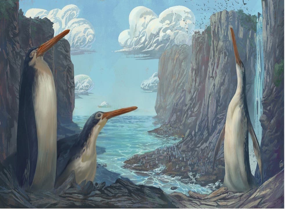 Niños descubrieron hace 15 años el fósil de un pingüino gigante de piernas largas