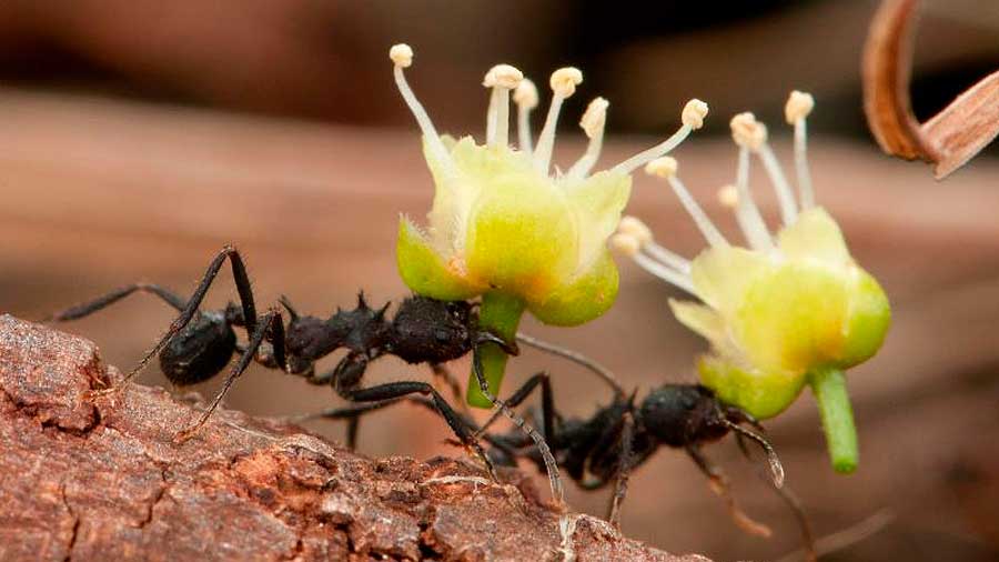 Las hormigas podrían ayudarnos a entender por qué se redujo el tamaño de nuestro cerebro