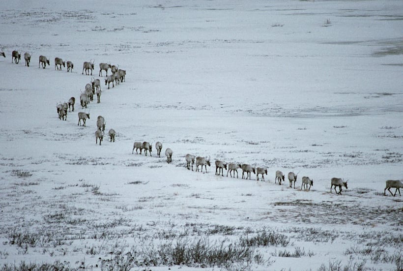 Especies migratorias se enfrentan a la falta comida, depredadores y nuevas enfermedades en el Ártico