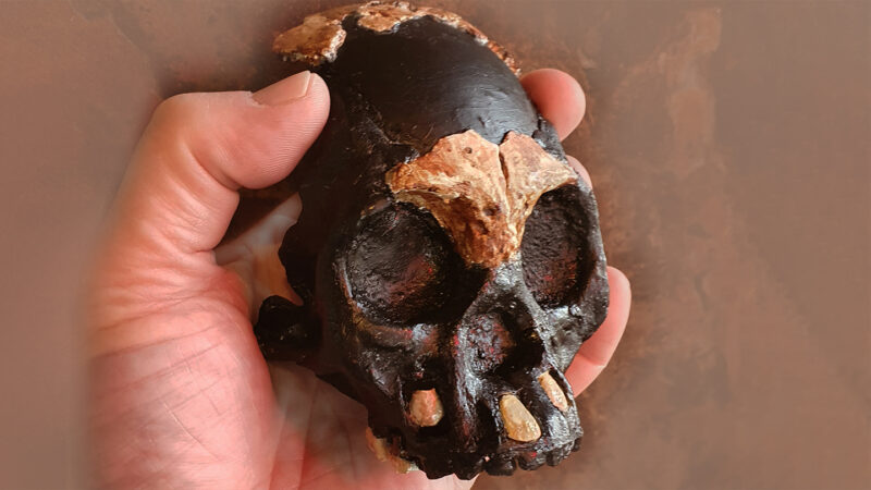 El descubrimiento del cráneo de un niño aviva el debate sobre los rituales de nuestros antepasados