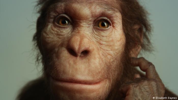 Issa, la Australopithecus que caminaba como humano pero trepaba como simio