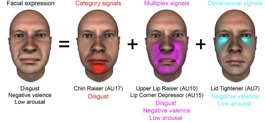 Los rostros humanos tienen la flexibilidad para reflejar emociones tan diversas como los rostros mismos