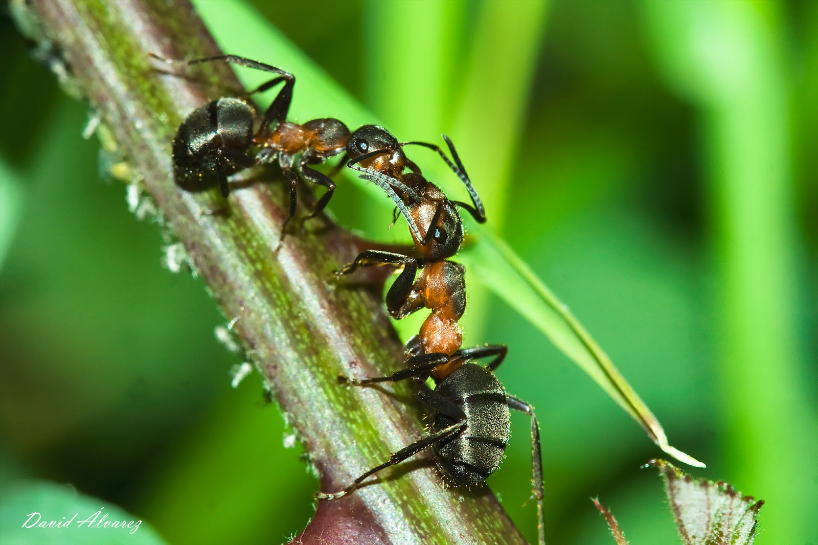 Las colonias de hormigas comparten un único metabolismo al intercambiar saliva entre todas