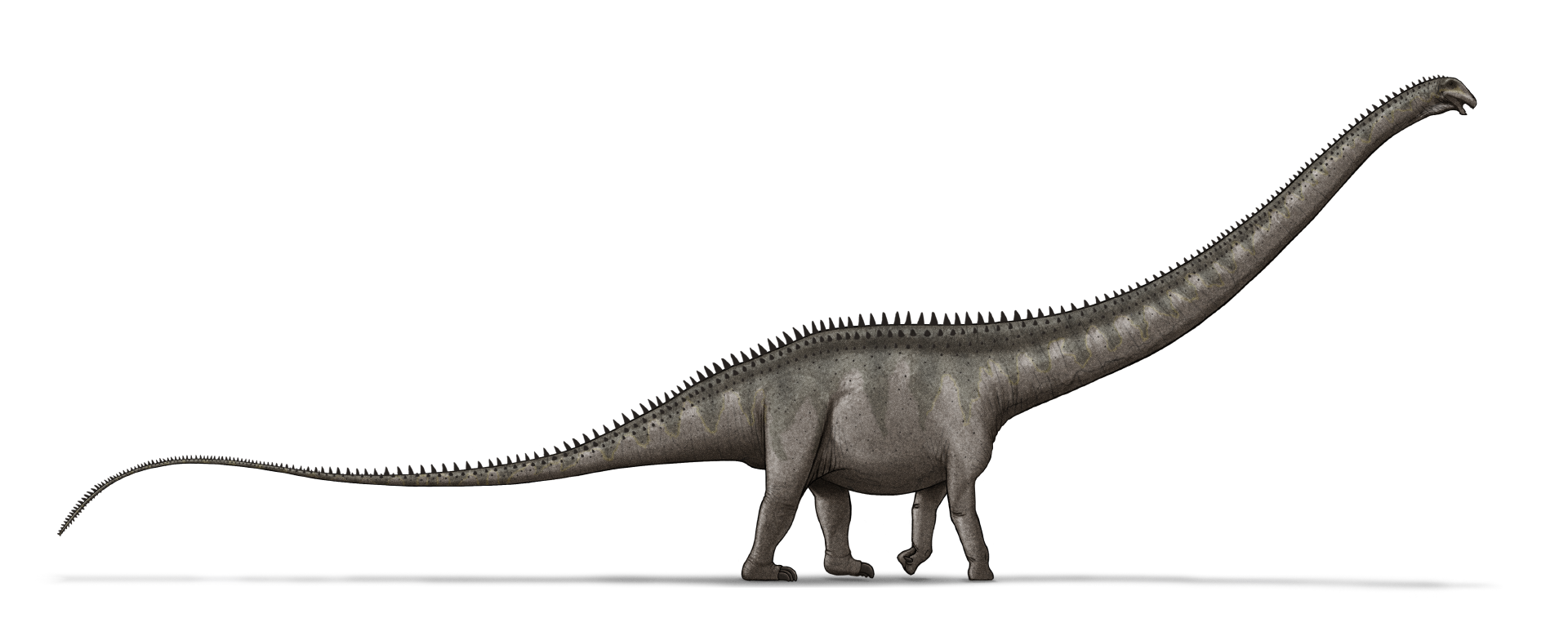 Luego de 50 años de investigación y confusión, Supersaurus es el dinosaurio más largo