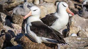 El serio problema de los albatros que se divorcian cuando aumenta la temperatura del mar