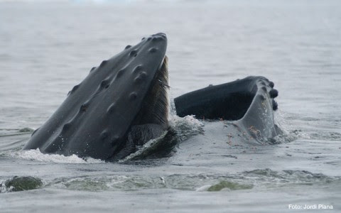 Las ballenas barbadas comen tres veces más de lo estimado y su abundante excremento es crucial para los océanos