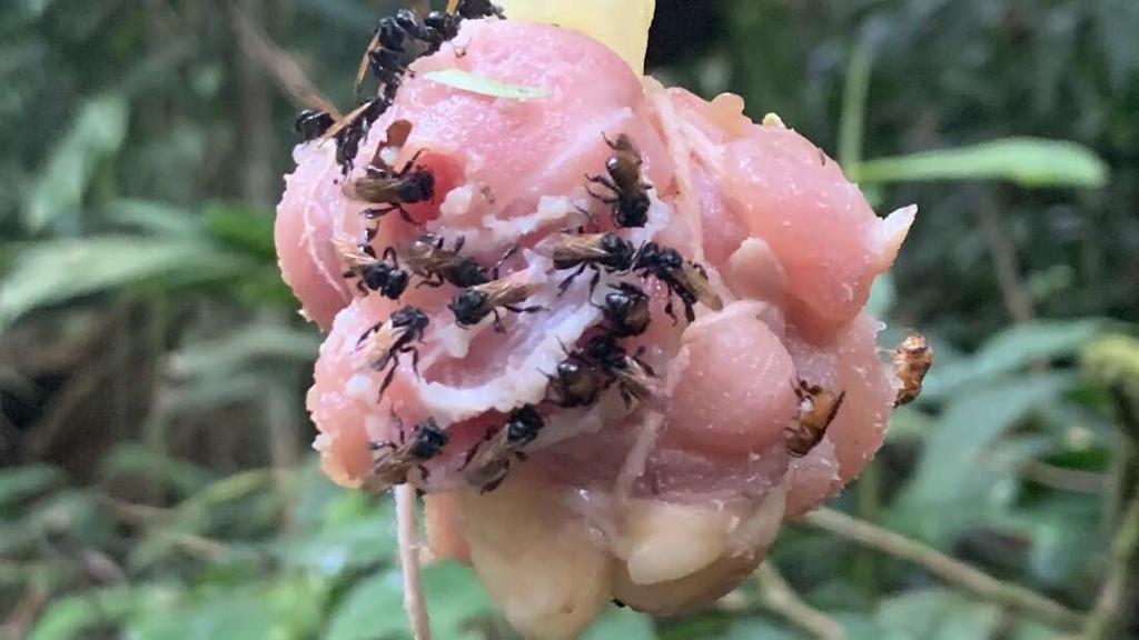 El misterioso caso de las abejas carroñeras: ¿Qué está pasando en su estómago?