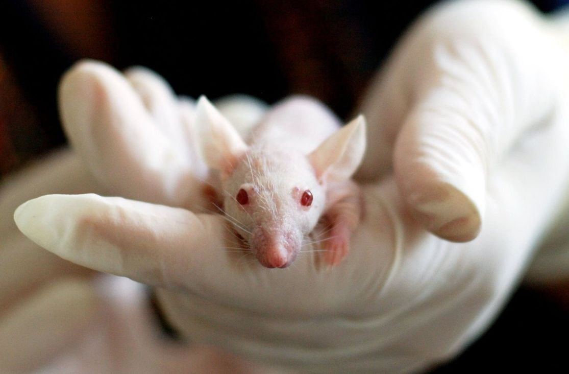 Científicos prueban una vacuna de antienvejecimiento en ratones y esperan ensayos en humanos