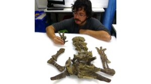 Alexander Vargas, líder del equipo conformado por 19 años que descubrió e identificó los restos del anquilosaurio. (Vargas via The New York Times)