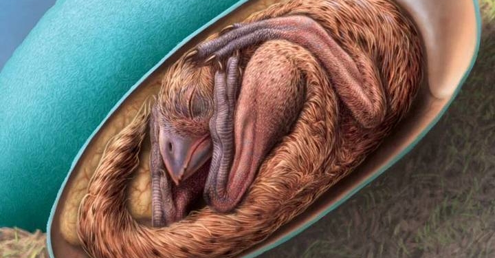 El fósil de un dinosaurio bebé acurrucado como un pollo da nuevas pistas evolutivas