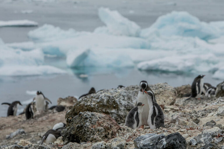 El cambio climático obliga a los pingüinos papúa a vivir en la Antártida