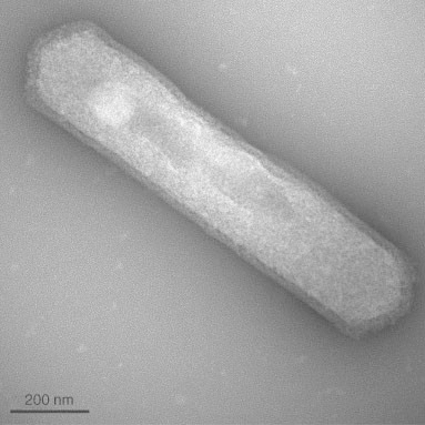 Nitrosopumilus maritimus, el microorganismo capaz de producir oxígeno en la oscuridad