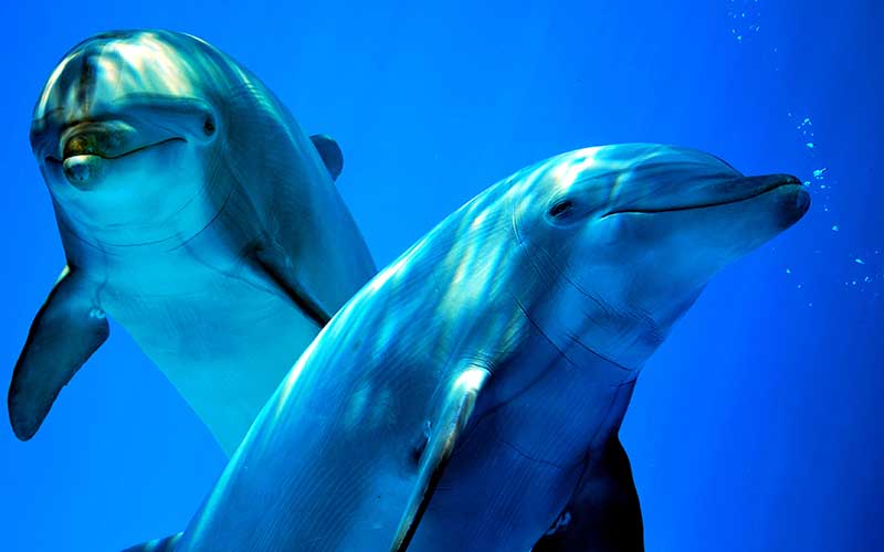 Las similitudes entre el clítoris humano y el de las hembras de delfín sugieren que estas experimentan placer sexual