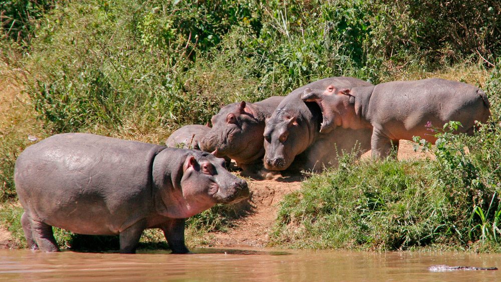 Los hipopótamos expulsan excremento cuando escuchan a extraños en su territorio
