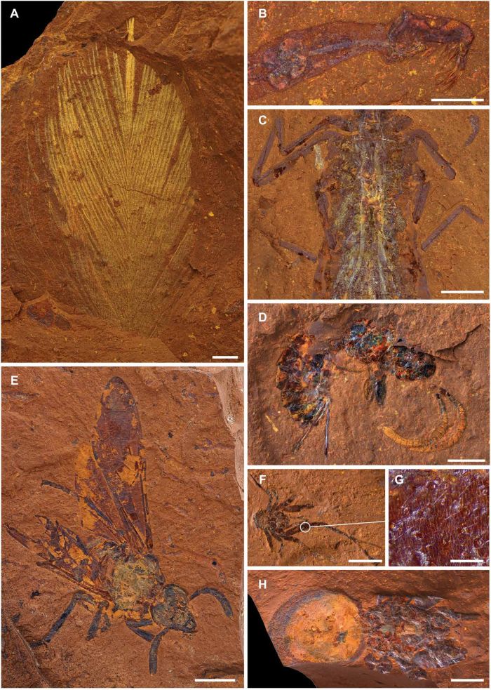 Un ecosistema completo y excepcionalmente fosilizado es descubierto en Australia