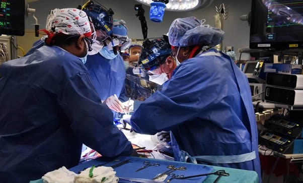 Cirujanos trasplantan el corazón de un cerdo a un humano por primera vez