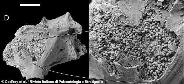 Paleontólogos intentan averiguar qué animal dejó el cráneo de un pez repleto de heces