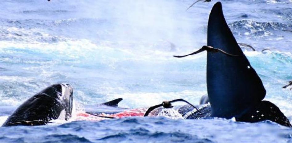 Estos son los primeros registros de orcas cazando y matando ballenas azules