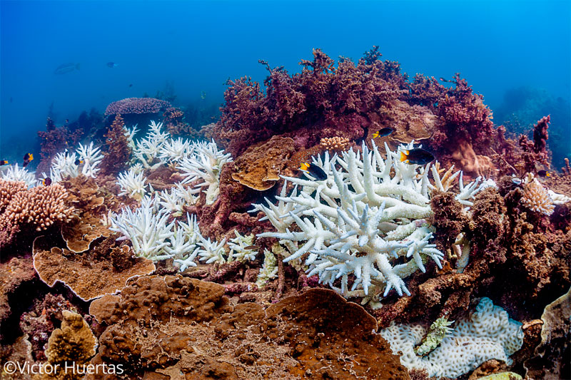 Los refugios térmicos para los arrecifes de coral están a punto de desaparecer