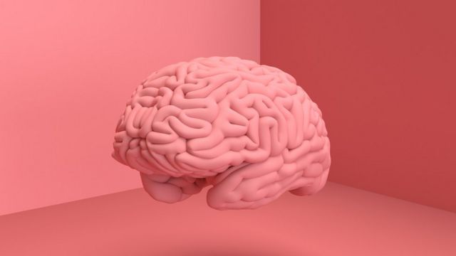 Científicos identifican dos células cerebrales capaces de crear los recuerdos