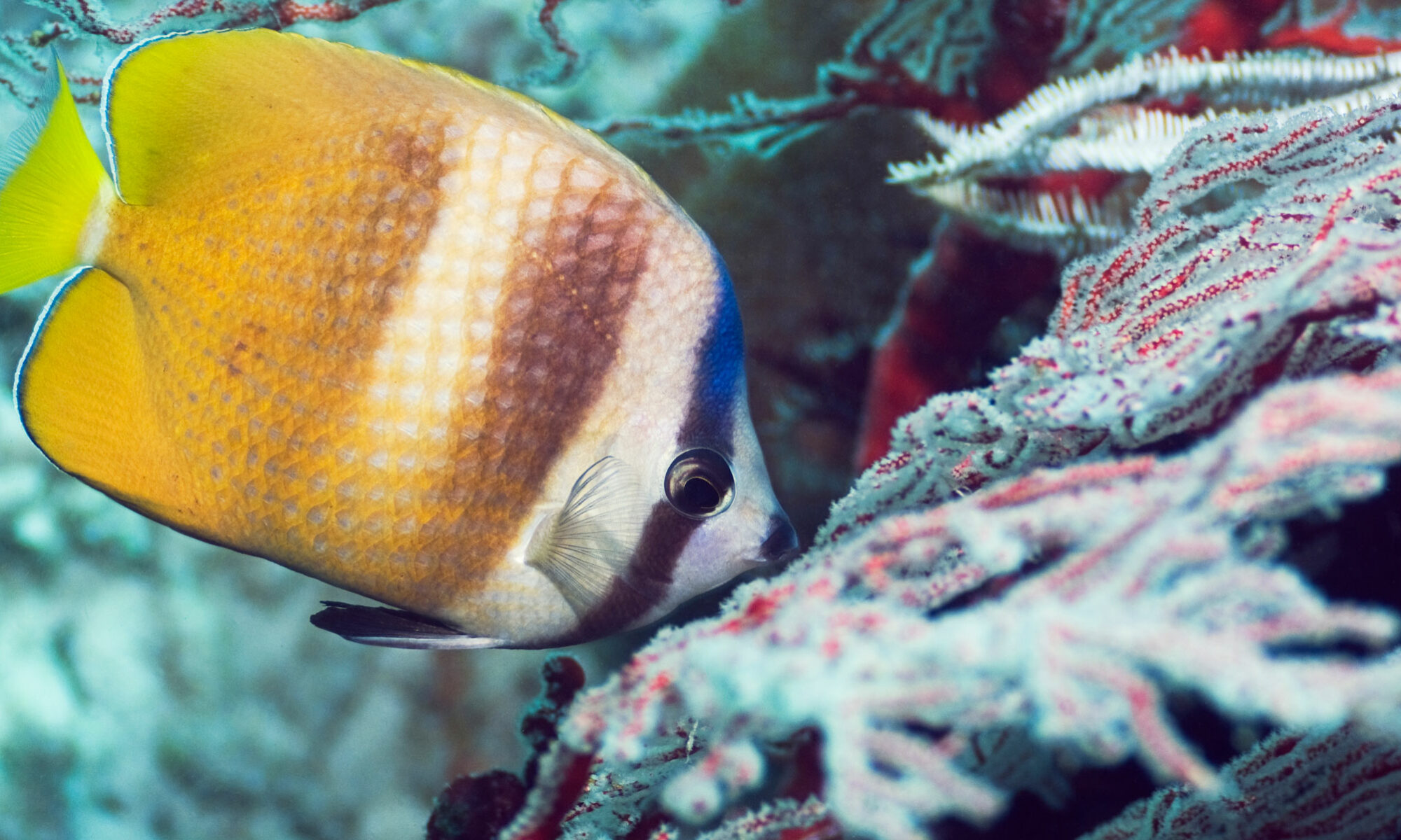 A medida que los corales se blanquean, los peces que viven ahí también pierden su color