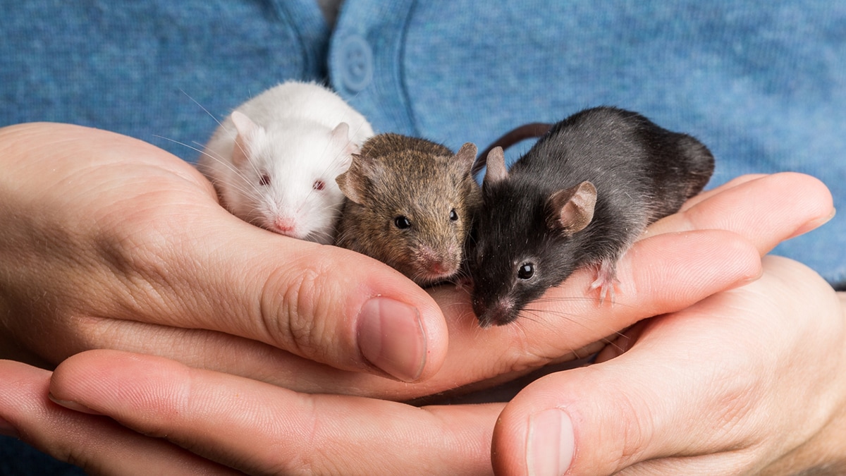 Unos ratones podrían cambiar lo que sabíamos sobre cognición