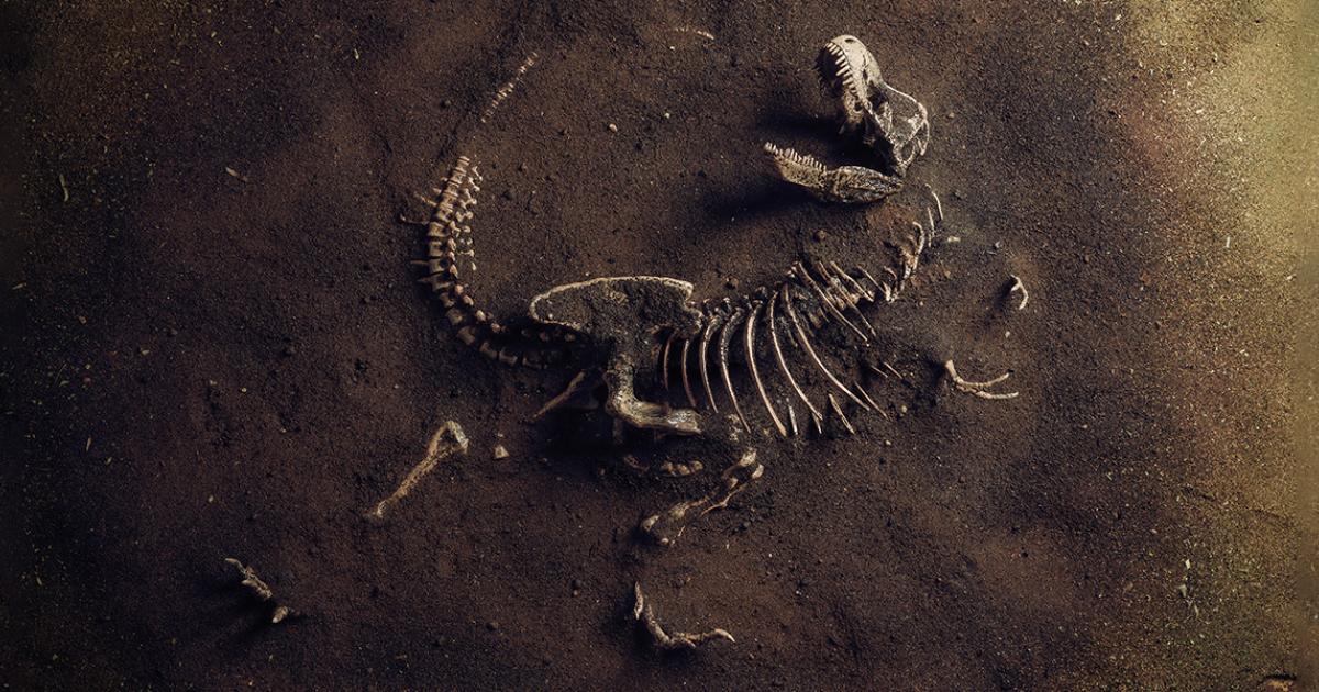 El T. rex sería en realidad 3 especies, según un nuevo análisis de los huesos