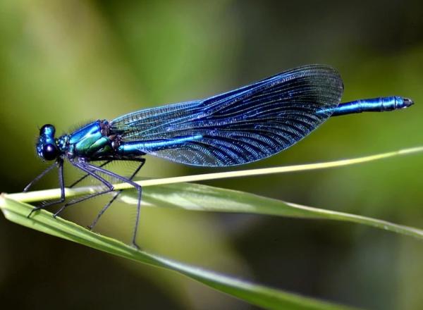Investigadores identifican las dos causas principales de la pérdida masiva de insectos
