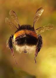 Científicos recrean un experimento de 1963 acerca del vuelo de las abejas sobre superficies lisas