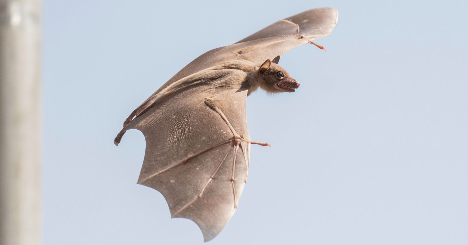 Murciélagos que rompen la regla: diurnos, con excelente visión pero que usan la ecolocalización